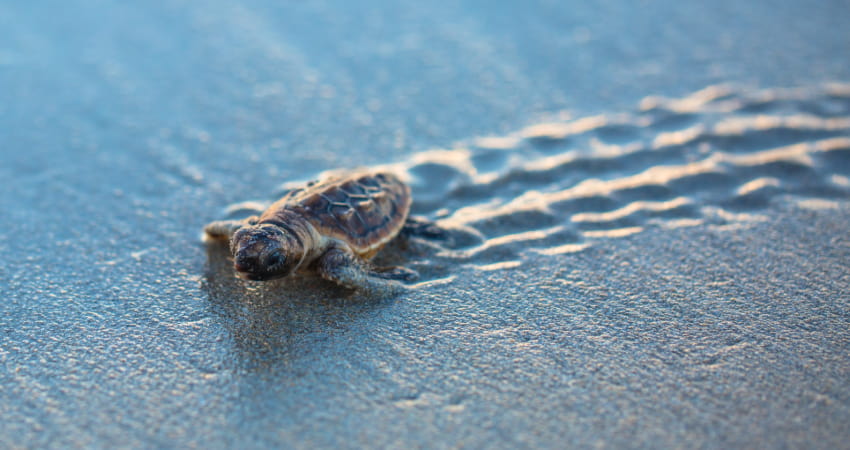 a baby sea turtle crawls on the beach toward the ocean