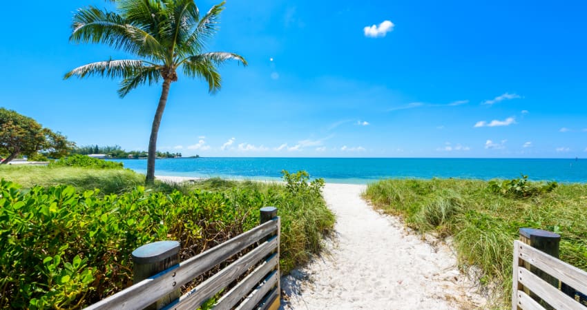 a sandy trail leads to a white sand beach with a palm tree