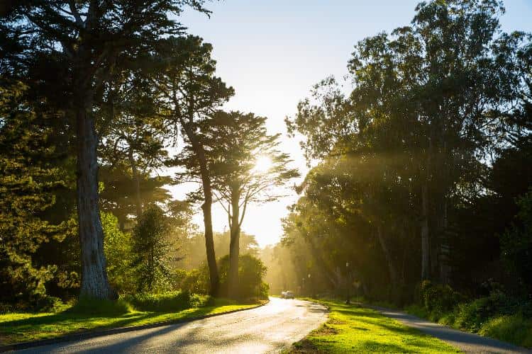 sun peeks through the trees over a trail at golden gate park