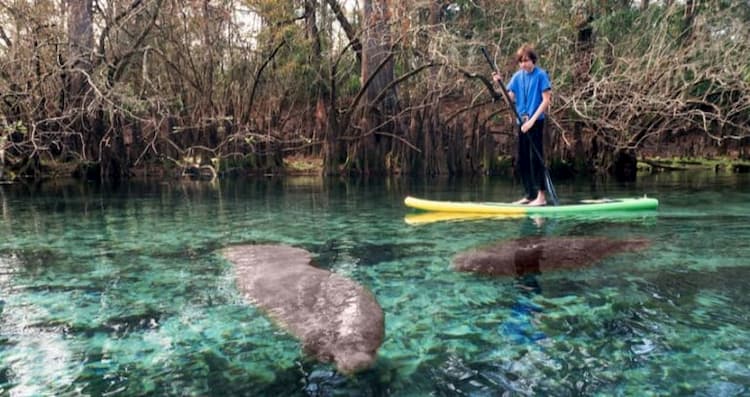 Child paddleboarding with manatees