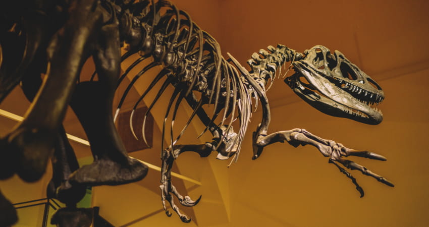 a fossil skeleton of a raptor in a dinosaur museum