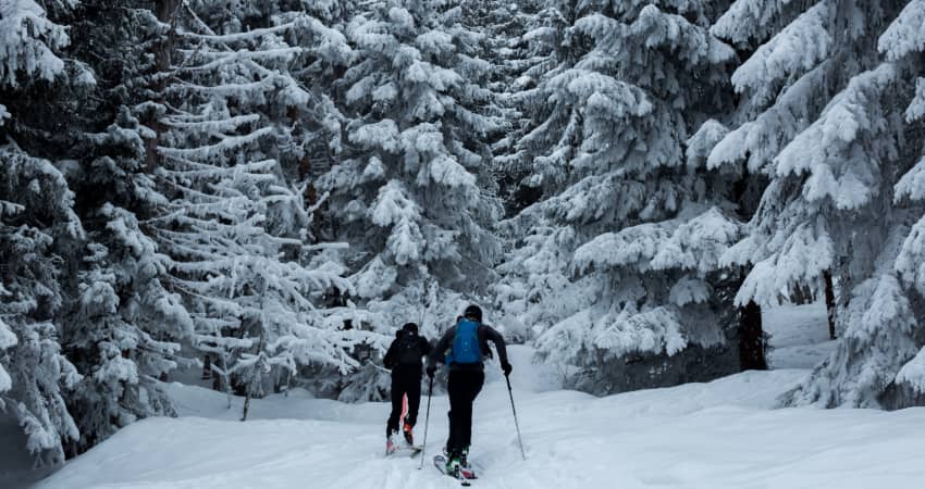 two backcountry skiers trek into a forest heavy with snow