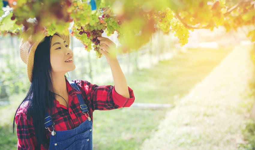 A woman in overalls inspects a grape vine at a vineyard