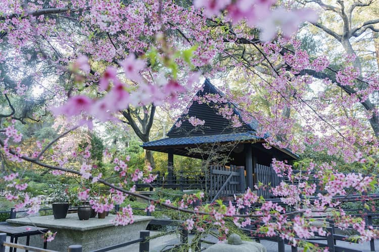 Japanese garden at Descanso Gardens