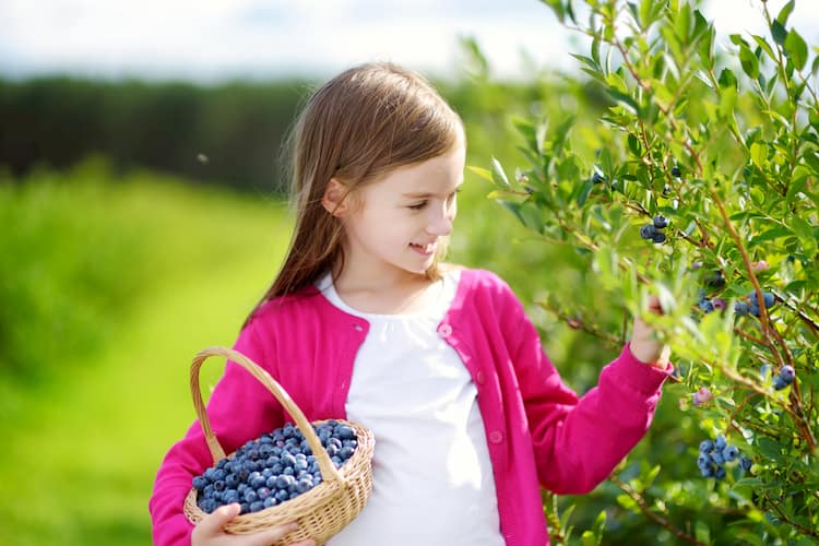 Girl picking blueberries