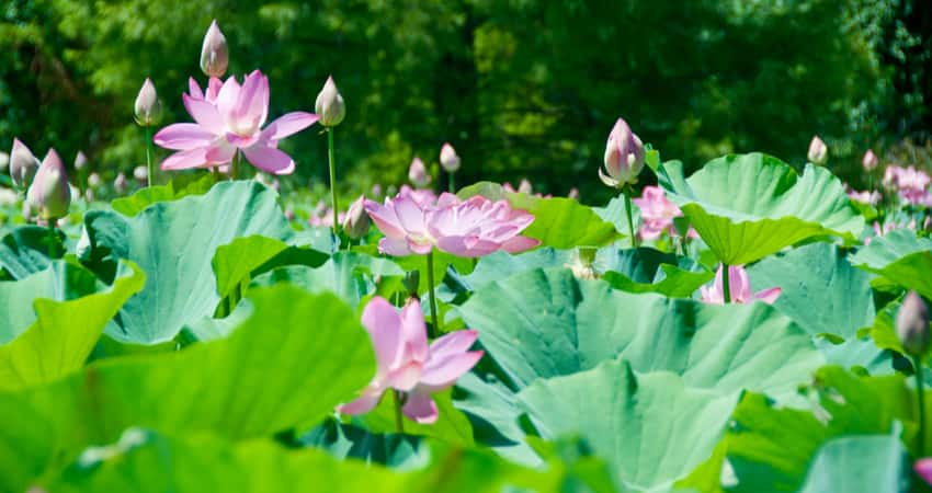 The water plants flowering in Kenilworth Park