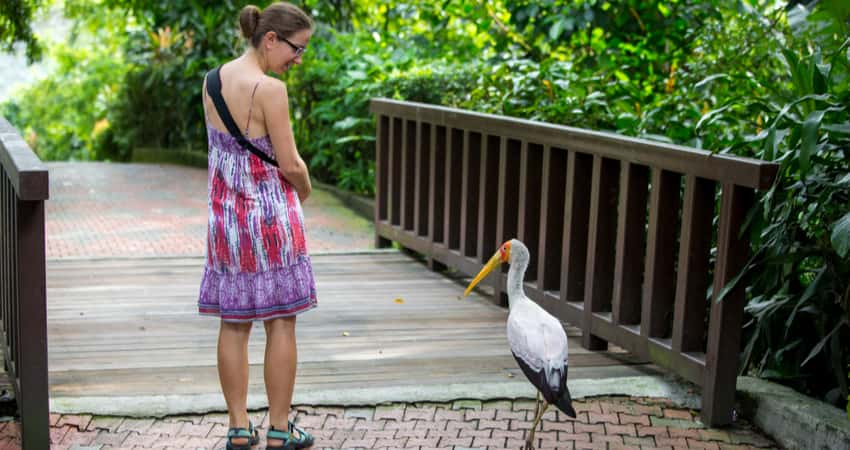 A woman looking at a bird in the National Zoo.