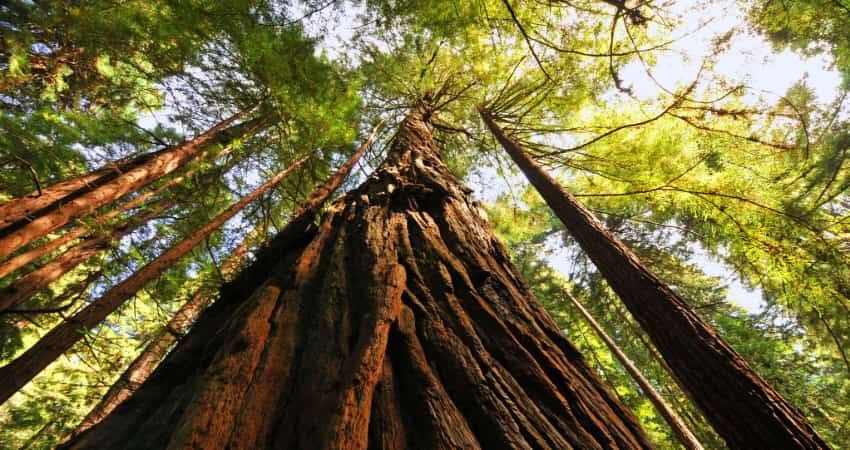 An ancient redwood tree towers over a trail in Muir Woods