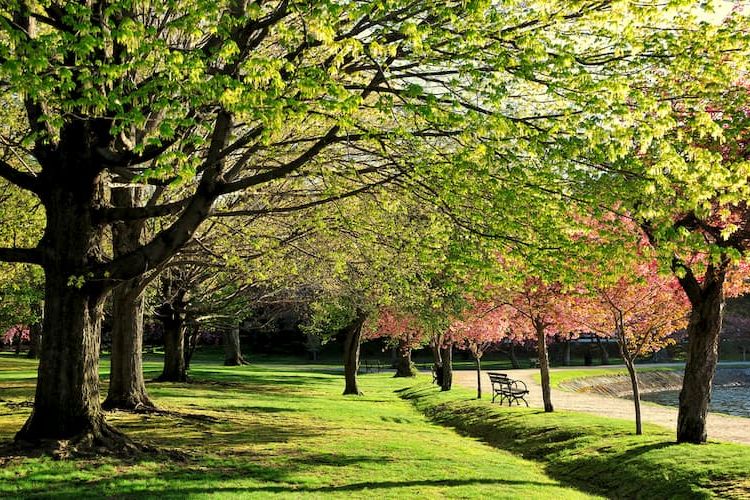 Trees in Arnold Arboretum