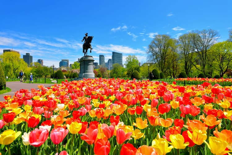 Red and yellow tulips in Boston Public Garden