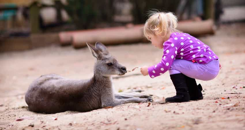 A young child feeding a kangaroo