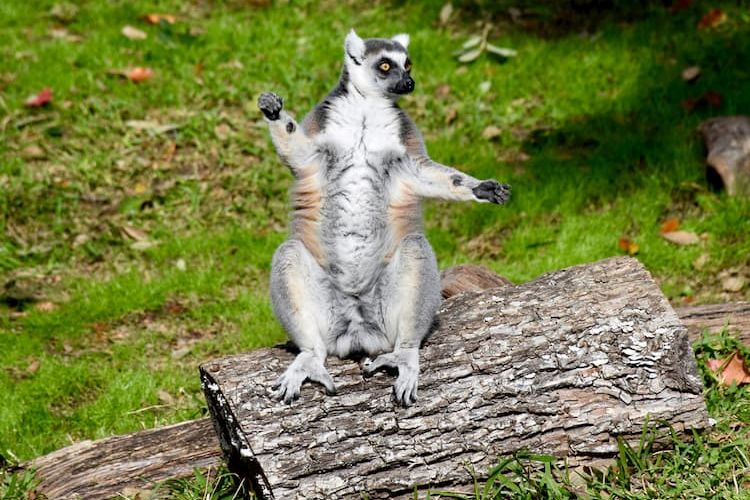 Lemur at Dallas Zoo