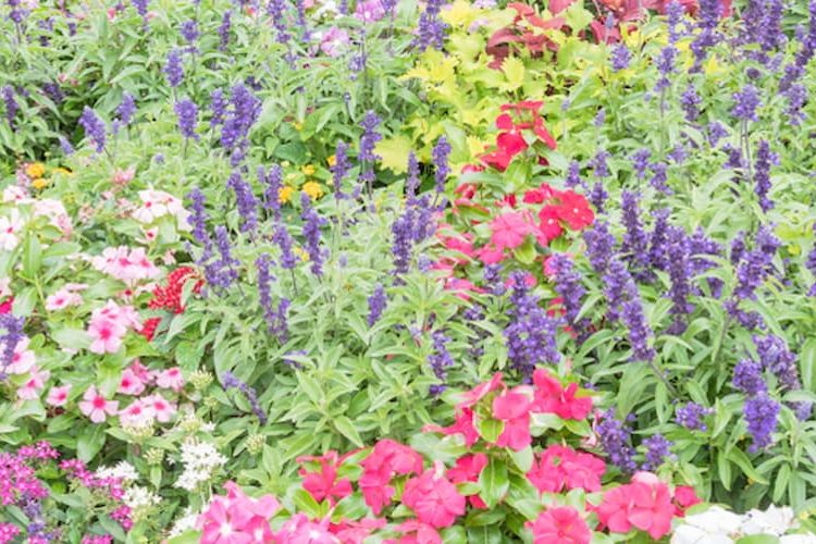 Wildflowers in Texas Discovery Garden