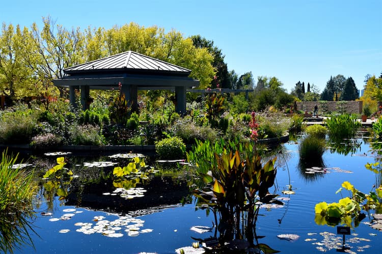 Denver Botanic Gardens water gardens