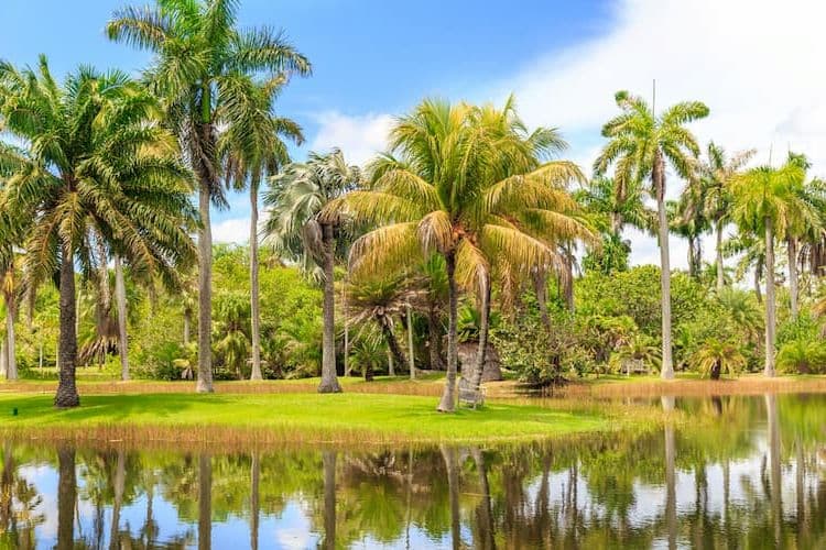 Fairchild Tropical Botanic Garden swamp and trees