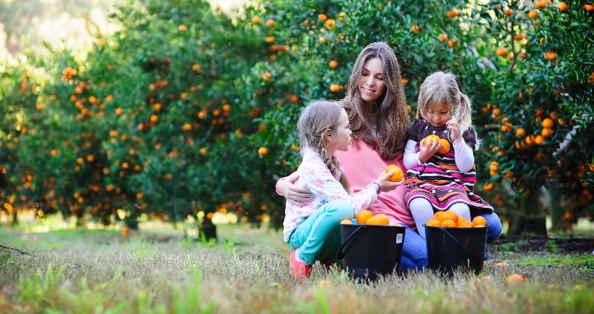 A mother and her two children inspect a basket of oranges at a citrus farm