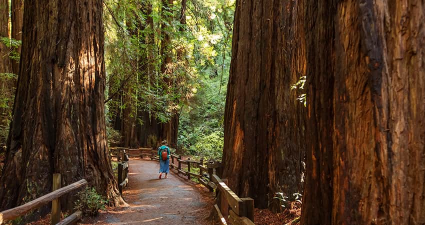 A woman hikes on a Muir Woods trail surrounded by ancient redwood trees
