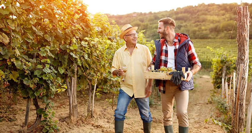 Two men walk through a vineyard, carrying grapes in a crate and a glass of wine