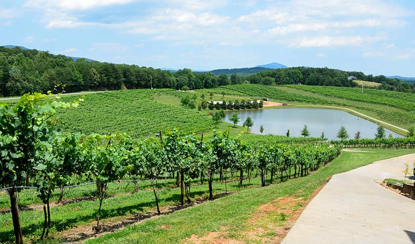 A North Georgia vineyard in the summertime