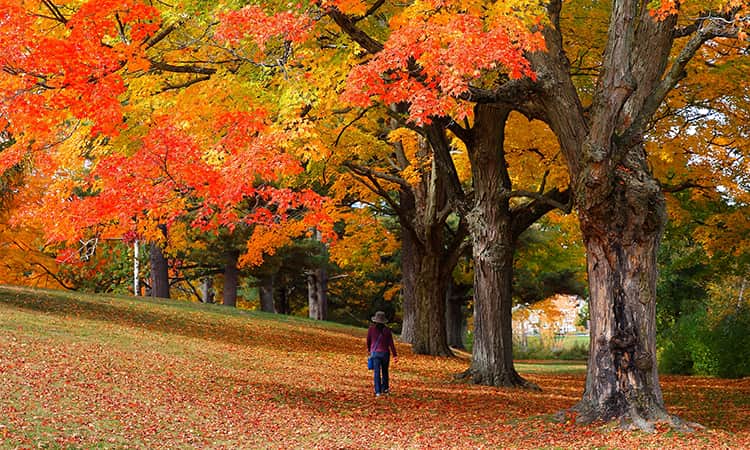 A tourist walks under a tree in full fall foliage