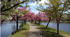 a path surrounded by water leading through cherry blossom trees