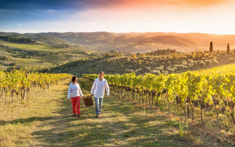 Two winemakers carry a basket of grapes at a Napa Valley vineyard, rolling hills visible behind them