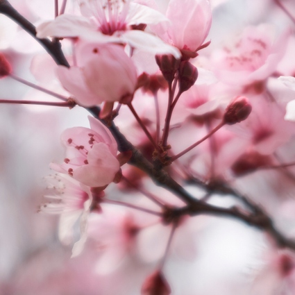 National Cherry Blossom Festival