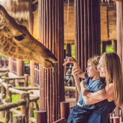 a zoo guest holds up a child so they can feed a giraffe