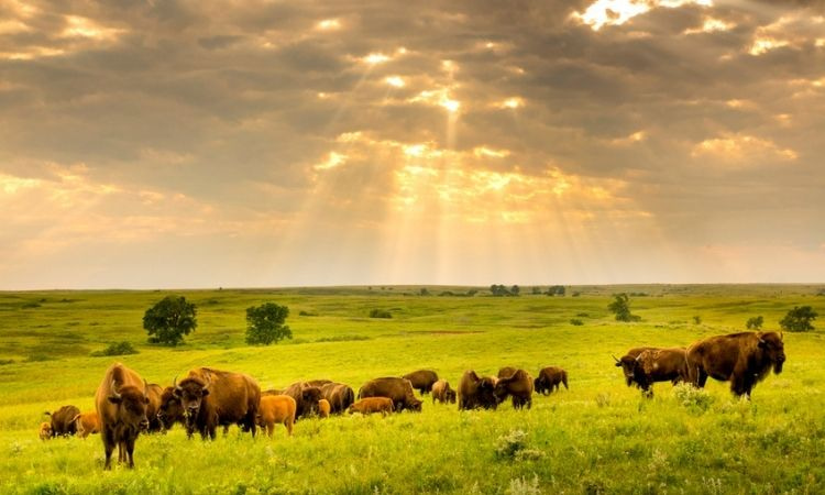 Tailgrass prairie nature preserve and wild bison grazing