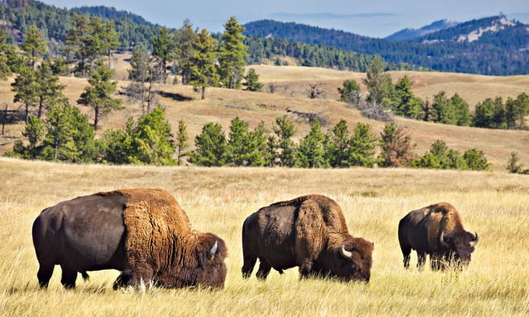 buffalo grazing in Badlands National Park in South Dakota