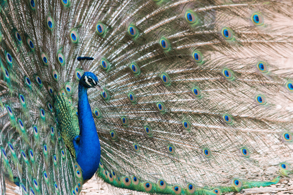 a peacock at the austin zoo