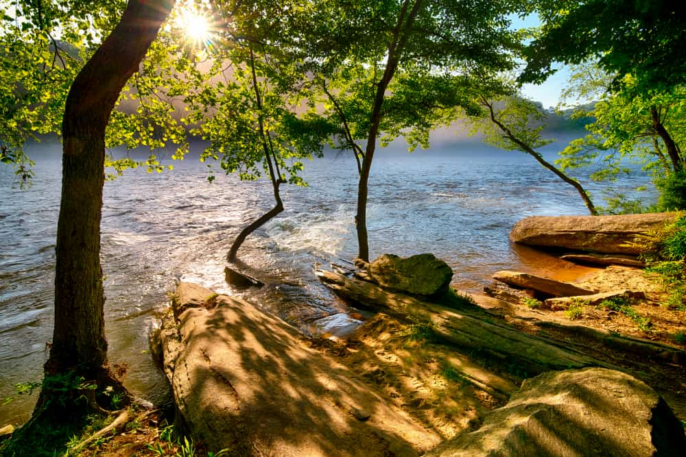 the sun shines through the trees on the peaceful banks of the chattahoochee river