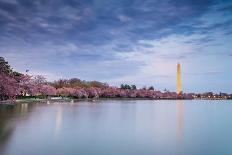 a view of the washington monument from across the tidal basin, lined with cherry blossom trees