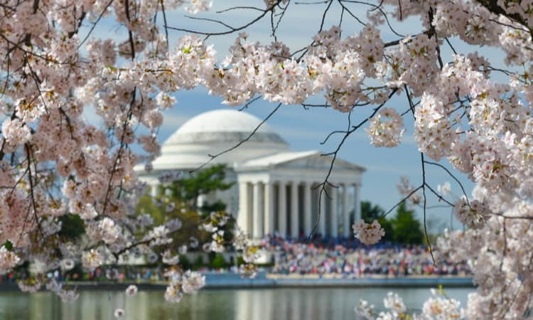 Cherry blossoms blooming around the National Mall in Washington DC