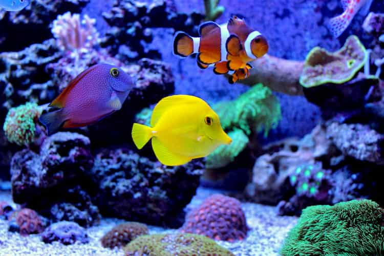 saltwater fish wander their tank at the shedd aquarium in chicago