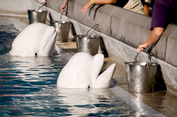 beluga whales wait to be fed at the shedd aquarium in chicago