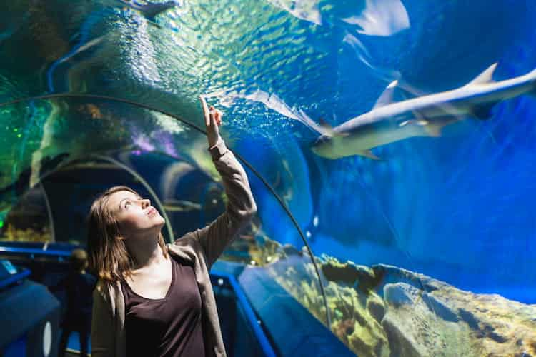 a woman observes sharks and other fish in a tunnel at the shedd aquarium in chicago