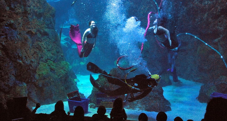 mermaids diving at the downtown aquarium in denver