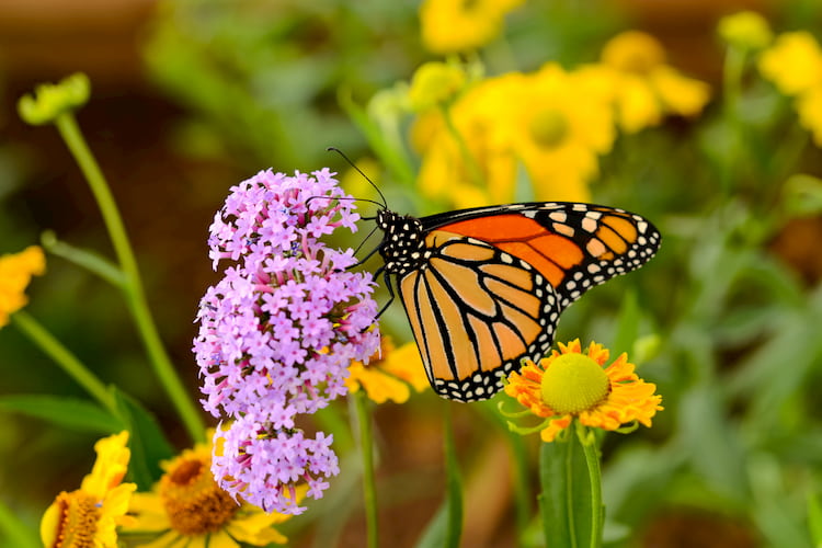 a monarch butterfly sitting on a purple flower in a flower garden