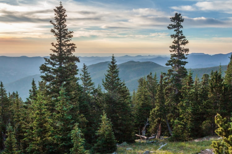 panoramic view from a mountain in Colorado, two pine trees visible in front of rolling hills and wooded mountains