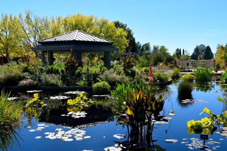 japanese garden pond at the denver botanic gardens