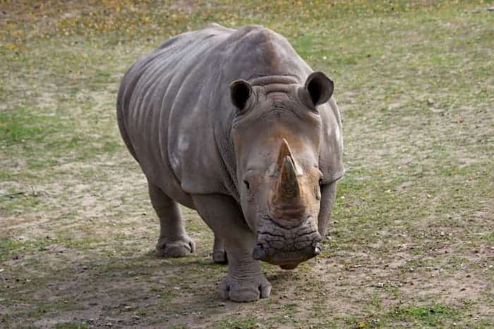 a rhinocerous walks at the denver zoo