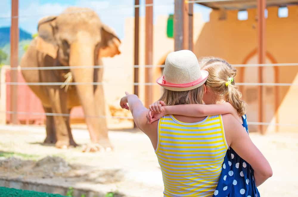 A woman and child looking at elephants at a zoo