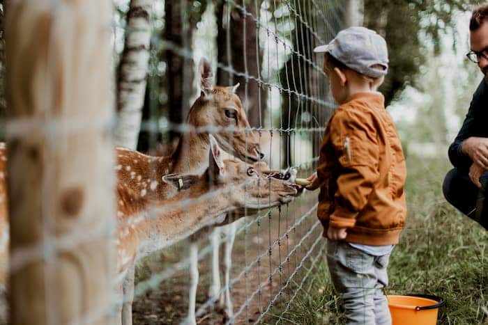 Child feeding deer at Denver Zoo