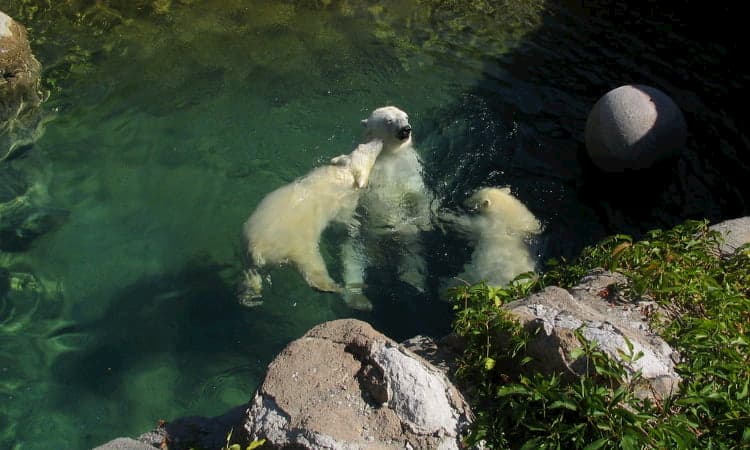 polar bears swim at the denver downtown aquarium