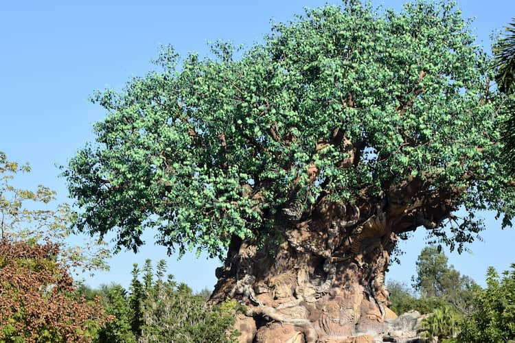 Tree of Life at Animal Kingdom