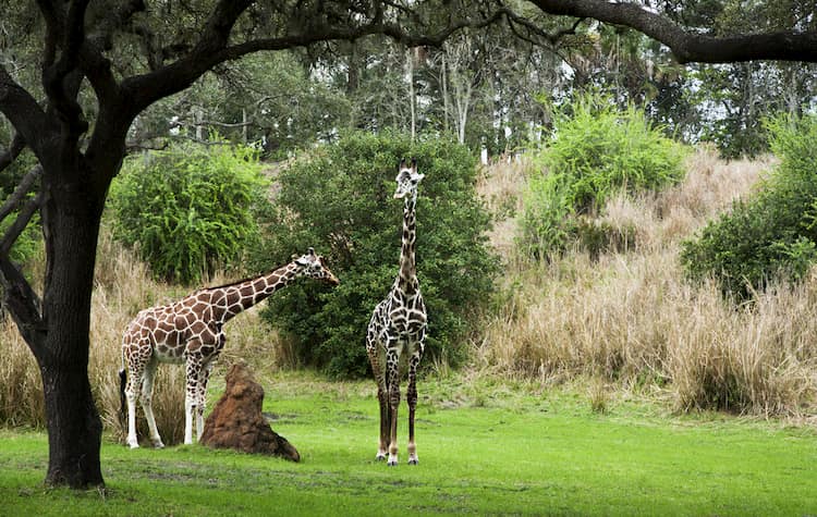 Giraffes at Animal Kingdom