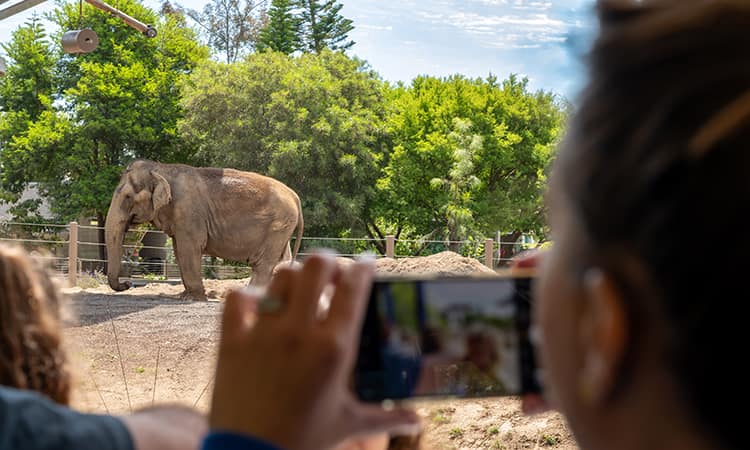 Visitors photograph an elephant at the San Diego zoo