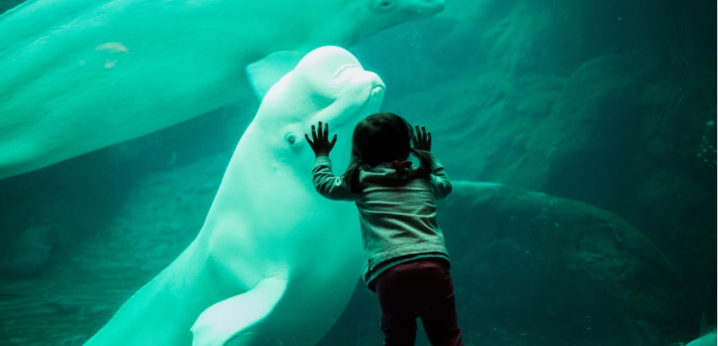 a young child looks at a beluga whale at the georgia aquarium