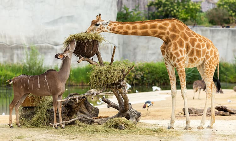 Giraffes feed at the San Diego Zoo